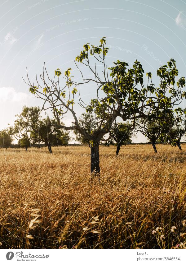 Almond trees in Mallorca Tree leaves Botany Blue out Field Peaceful flora Spring grassy Green Yellow golden Bright skylight Horizon Season Clear sky Landscape