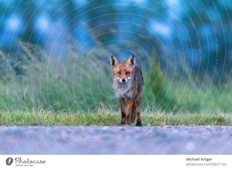 Fox with wet fur around the dirt road Wetland Fur texture Carnivorous Paws Mammal Vulpes vulpes Predatory Woodland Canine Rural Wet fur Natural environment