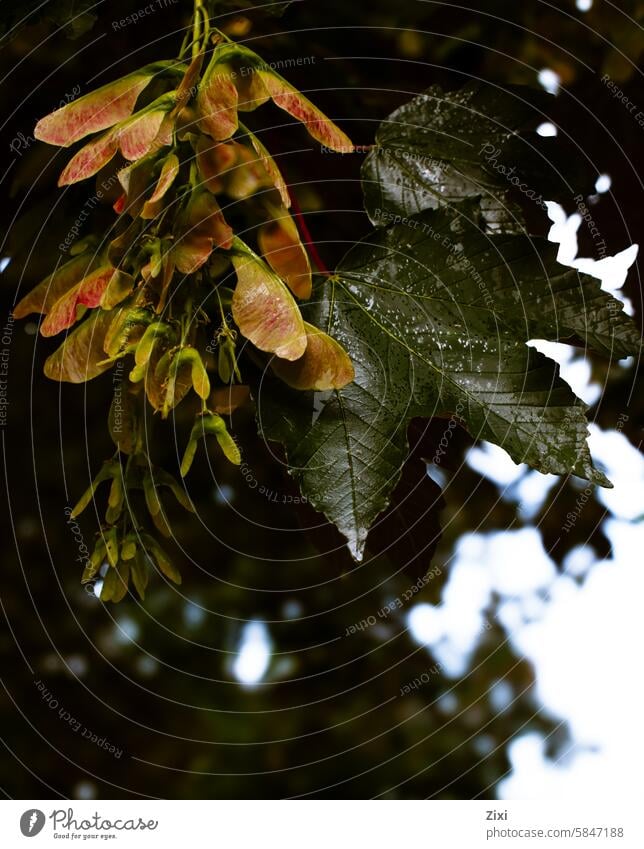 Ash tree seeds leaves Plant Leaf Nature Green