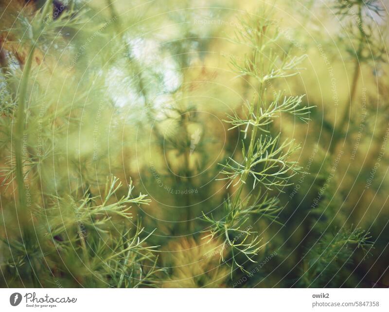 Habitus Dill Umbellifer Dill weed grasses Detail bokeh Nature Close-up Plant blurriness Shallow depth of field Light Exterior shot naturally Environment Grass