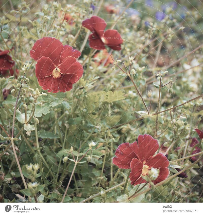 floor covering Pansy Close-up Exterior shot Colour photo Red Green Growth Blossoming Plant Nature Environment Flower Leaf Day Deserted Blossom leave Bushes