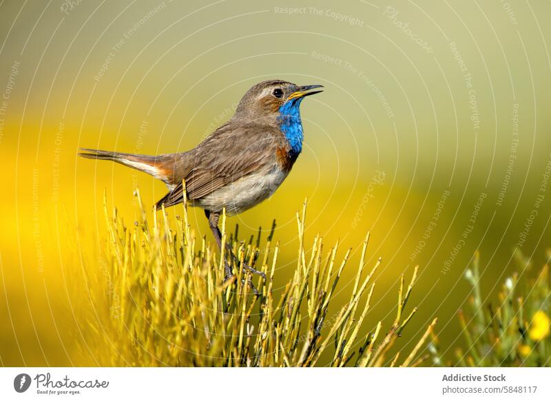 Songbird perched amidst blossoming flowers in spring songbird nature wildlife branch vibrant season beauty outdoor colorful avian feather blue brown golden hue