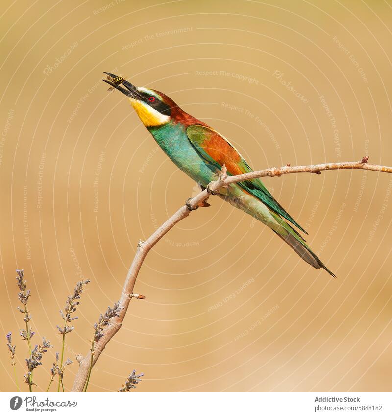 European bee-eater with prey on branch in natural habitat european bee-eater merops apiaster bird wildlife nature perch insect feeding twig colorful green