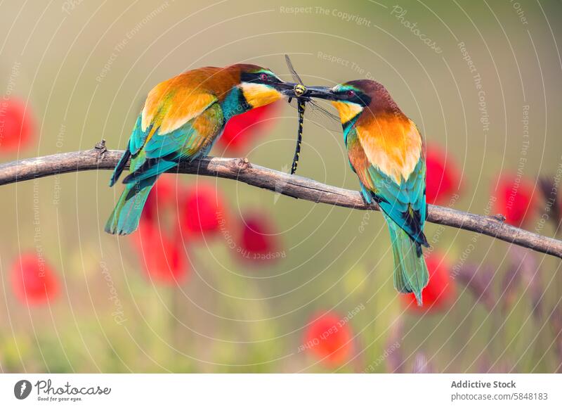 Two European bee-eaters sharing a dragonfly on a branch european bee-eater merops apiaster bird wildlife nature colorful vibrant perch feeding interaction beak