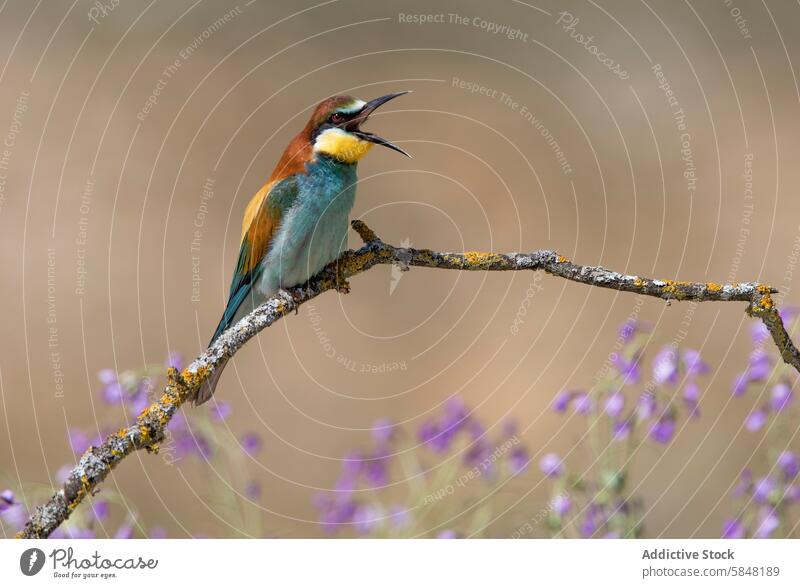 Colorful European bee-eater perched on a lichen-covered branch european bee-eater merops apiaster bird wildlife nature colorful call vibrant plumage twig