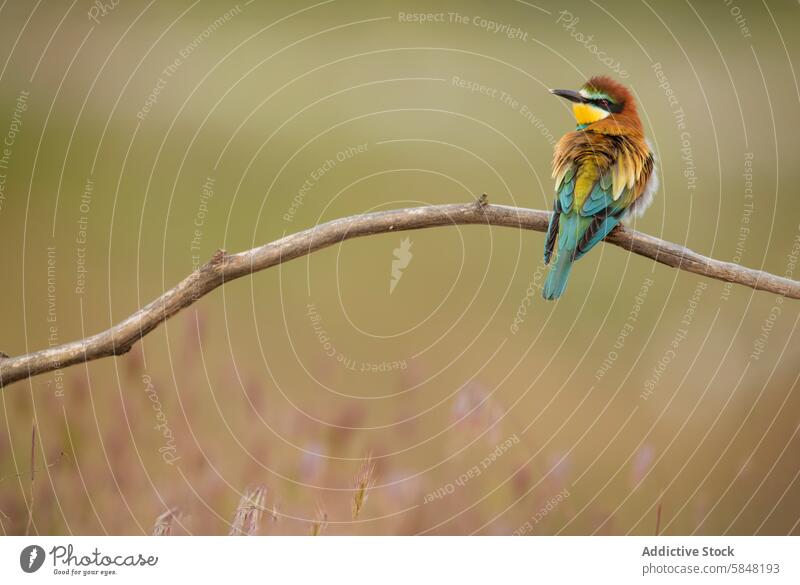 Colorful European bee-eater perched on a twig european bee-eater merops apiaster bird wildlife nature colorful feather green background vibrant sitting avian