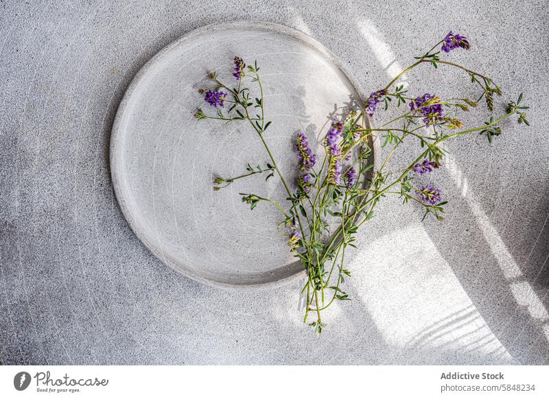 Summer table setting with purple wildflowers, minimalist design plate summer ceramic texture surface soft sunlight tabletop decoration simple elegance home