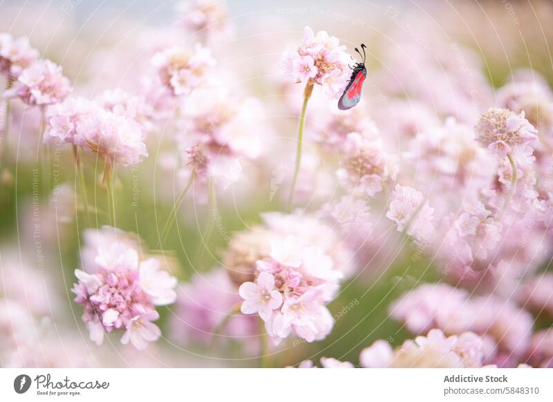 Red gypsy moth resting on soft pink blossoms insect red flower garden nature delicate bug wing pastel flora vibrant colorful fauna dreamy plant spring summer