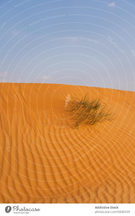 Serene desert dunes with a touch of green in Oman oman sand texture solitary grass serenity clear sky landscape nature travel middle east tranquility orange