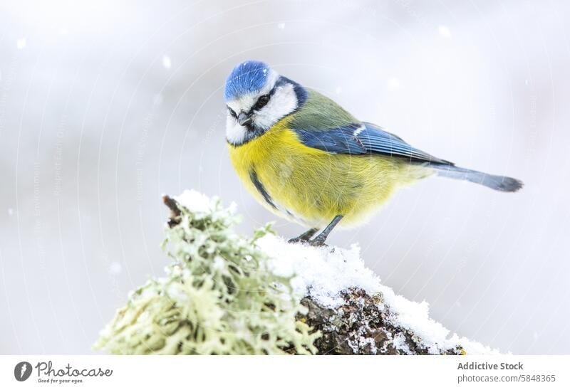 Blue tit perched on a snowy branch in winter bird blue tit cyanistes caeruleus frost nature wildlife outdoor feather animal tiny cute vibrant plumage chirp cold
