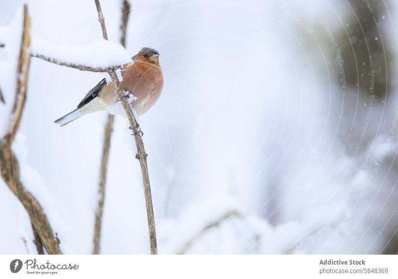 Chaffinch perched on snowy branch in winter scenery bird chaffinch fringilla coelebs calm serene nature wildlife feather brown white cold frost snowflake