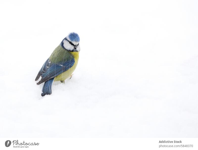 Blue tit perched, cyanistes caeruleus, in a snowy setting bird blue tit winter wildlife nature plumage cold frost serene outdoor vibrant small european songbird