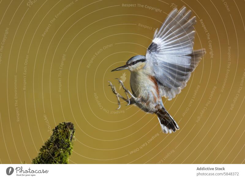 Captivating Eurasian nuthatch in mid-flight against a golden backdrop bird eurasian nuthatch sitta europaea mid-air wings feathers landing perch moss