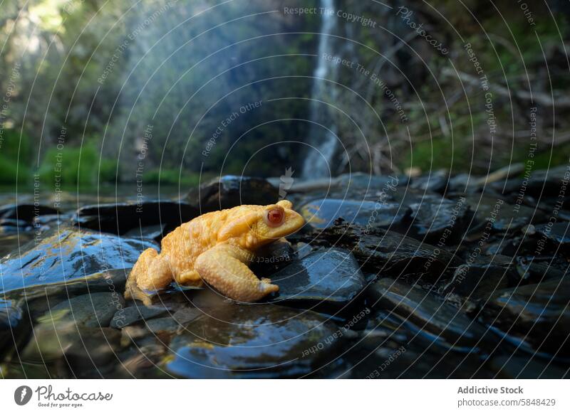 Common Toad in Natural Habitat by Waterfall toad common toad bufo bufo yellow rare amphibian nature wildlife habitat rocks wet waterfall serene environment