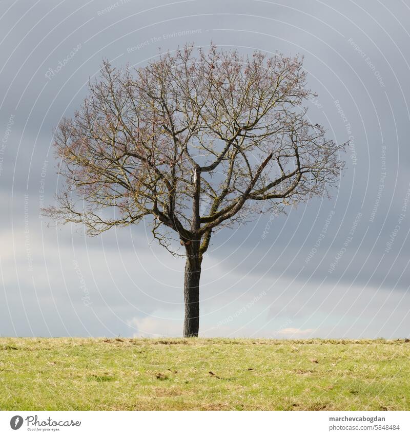 A solitary or lonely tree without leaves growing on the horizon. grass hill nature environment growth old wood landscape idyllic scenery single solitude