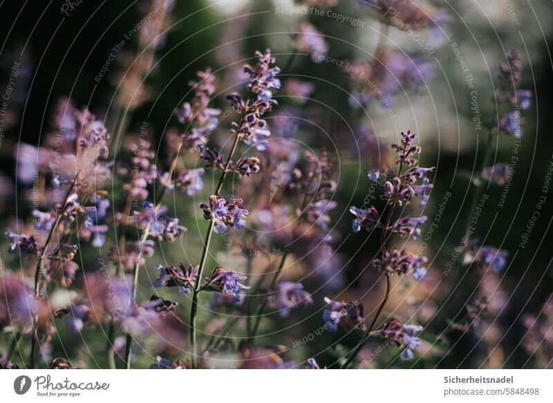 catnip Plant Flower Blossom Summer Nature Blossoming Garden Deserted Violet Exterior shot purple Deep depth of field