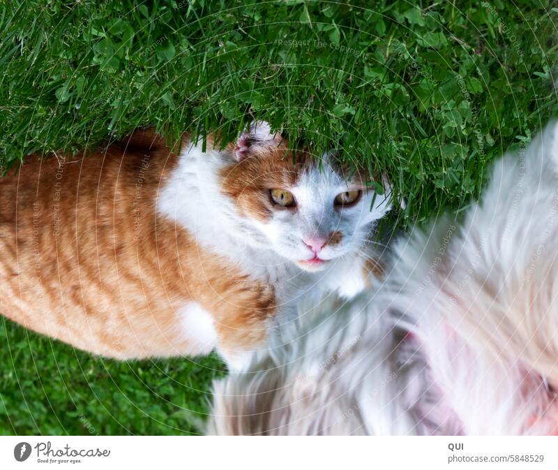 A friend in all situations.... Cat and dog hangover Red and white tomcat cats strays Stray cat freigänger mackerelled Looking into the camera On the head