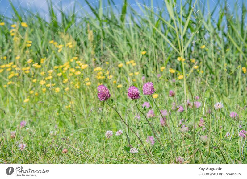 By the wayside by the wayside Meadow clover Trifolium pratense Clover plants Fabaceae faboideae flora Botany yellow blossoms Crowfoot ranunculus Buttercup