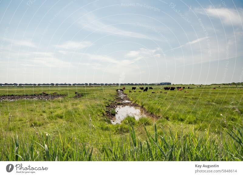 Railroad line Train Train services cattle Agriculture Landscapes Sylt island Exterior shot North Sea coast schleswig holstein bird sanctuary North Sea Islands