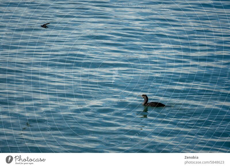 New Zealand cormorant and welcome swallow birds ing in calm water. Nature background texture Pacific Ocean. glassy birding floating nature abstract in flight