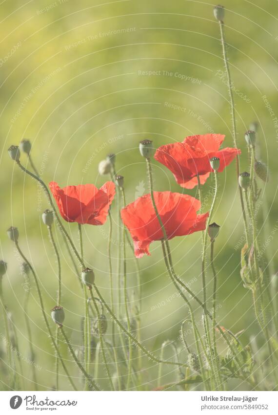 Poppies | Becoming and passing away Poppy Monflower Red Green Plant Poppy blossom Meadow Field Blossom Corn poppy luminescent Spring Flower poppy flower