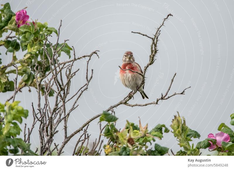 Linnet Linaria cannabina Flax Finch Carduelis cannabina Linnets Bird Potato rose heyday Small bird Songbirds Passeri fauna bird world Summer 2024 Sylt rose