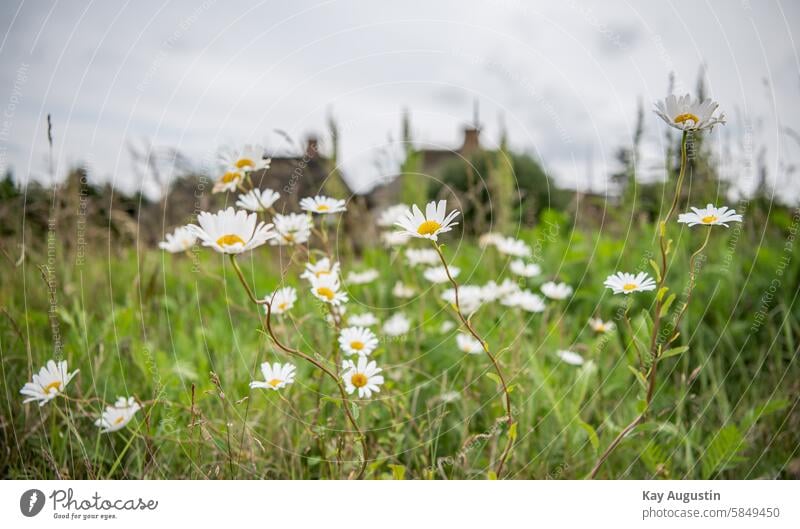 Meadow daisy Meadow Margerite Sylt Leucanthemum vulgare salt marshes Wading bank flora heyday BASKET FLOWERING PLANTS asteraceae blossoms Nature Nature reserve