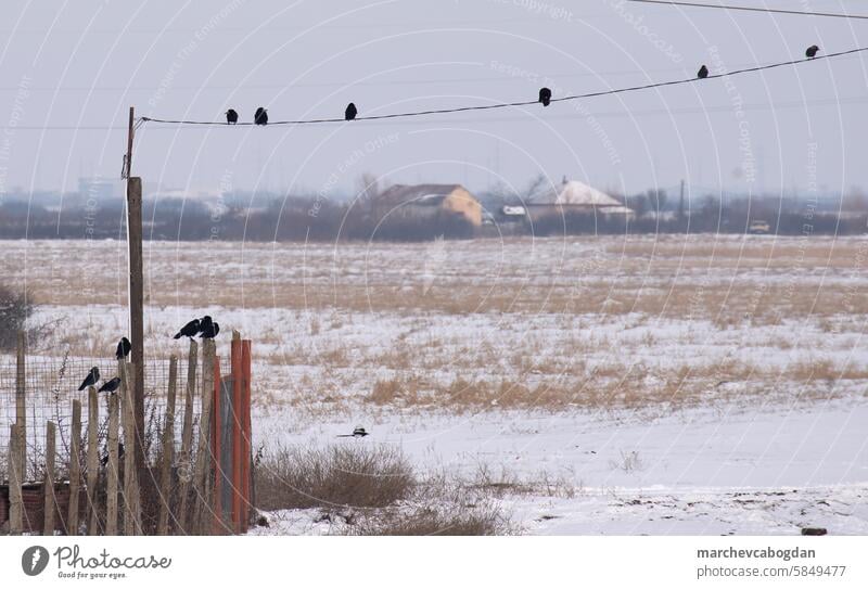 Crows are sitting on wires on a cloudy winter day. aerial animal beak bird birds birds on wire black blackbirds cable crow crowd crows electric electricity