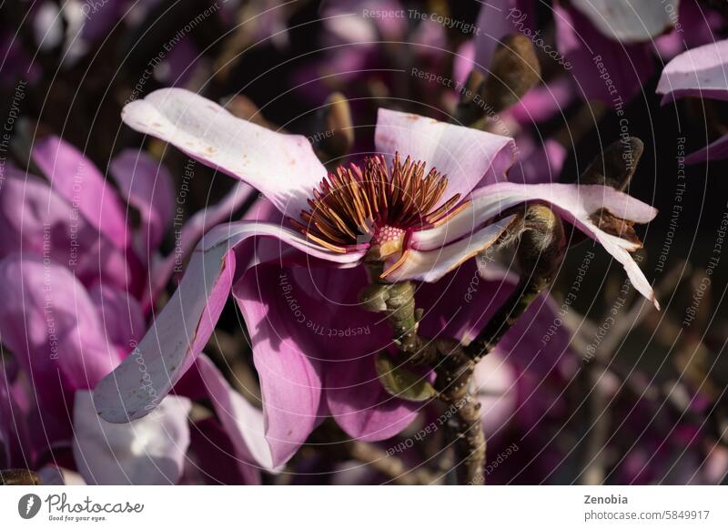 Magenta pink magnolia flower in bloom. Inside flower can be seen. Winter flowering tree that is popular as a feature on front lawns. parts of a flower spring