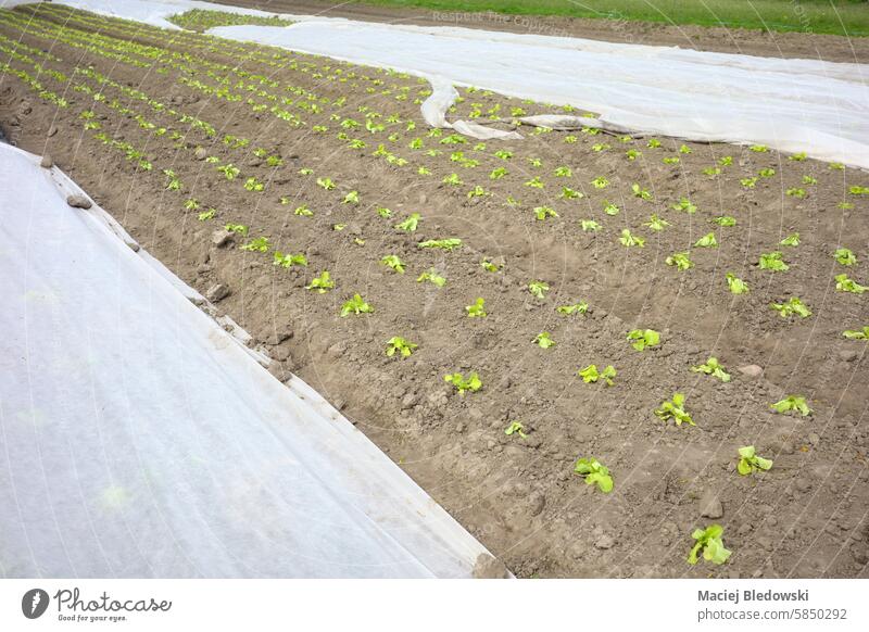 Organic vegetable farm with nonwoven agrotextile covering plants, selective focus. organic soil field food mulch fabric plastic agriculture polypropylene