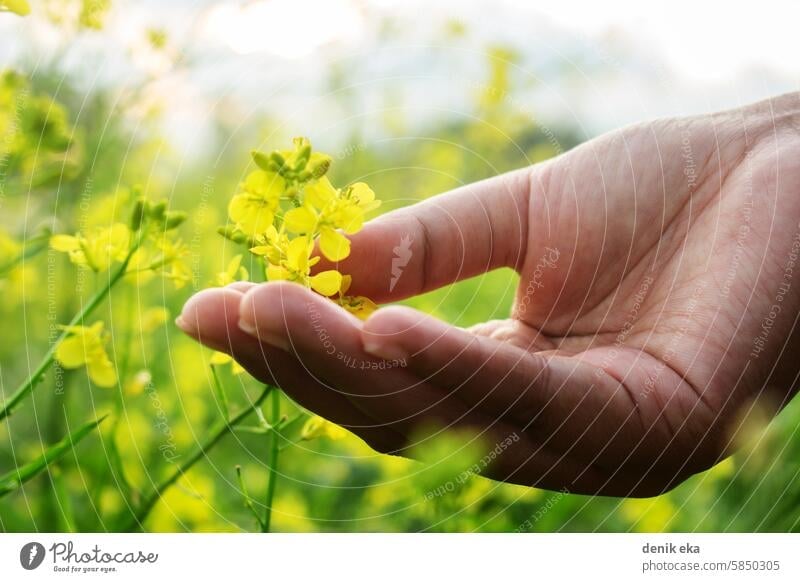 Hand Touch Yellow Brassica napus Flower petal female springtime person hand people hold fresh flora countryside colorful beauty blooming agricultural