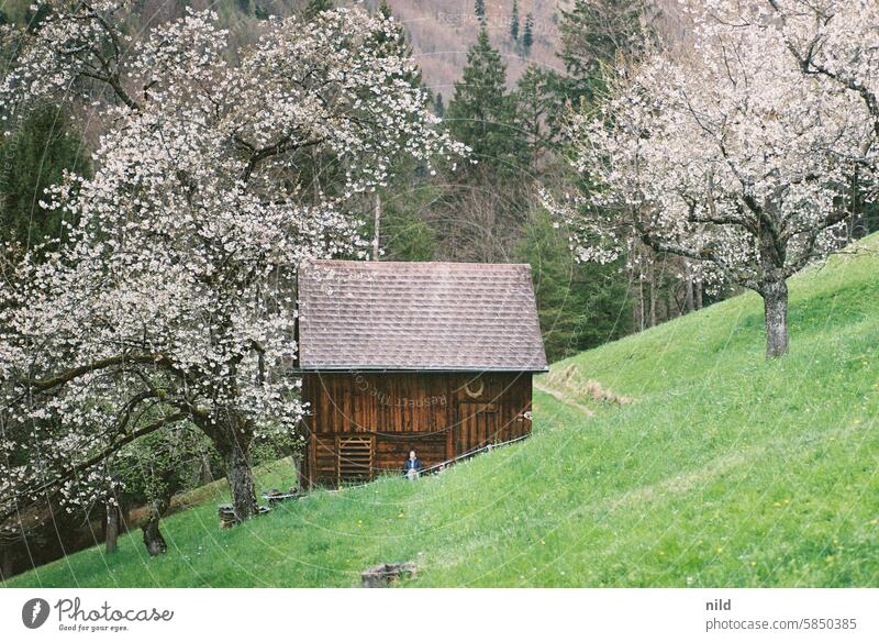 Travel recommendation - Vorarlberg Nature Colour photo Exterior shot Landscape Mountain Hiking Vacation & Travel Trip Far-off places Tourism Environment Hill