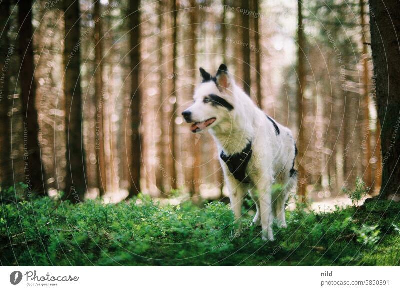 Sachi - 15 years young Dog animal portrait out Back-light Backlight shot Autumnal colours Autumnal weather Pet Companion Hound laika Yakutian laika Zorro mask