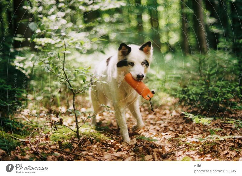 Sachi - Animal Nature Exterior shot Cute animal world Animal portrait Pet Colour photo Looking Curiosity Animal face Observe Love of animals Dog Purebred dog