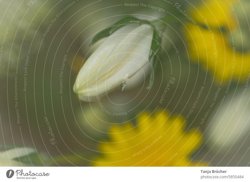 Bud of a white bellflower bud Campanula persicifolia Bluebell Dream romantic summer dream Joie de vivre (Vitality) Illuminate summer joy Romance Calyx petals