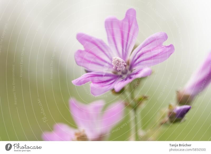 Cranesbill up close medicinal plant Stinky Storkbill ruprecht's herb Summer Geranium robertianum Geraniaceae Wild plant Pollen Calyx Delicate