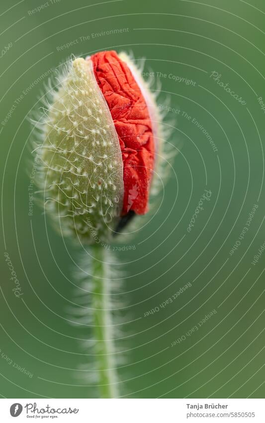 Bud of the corn poppy shortly before flowering bud Corn poppy Poppy blossom poppy flower Papaver rhoeas poppies gossip rose papaver Summer Blossom Red Meadow