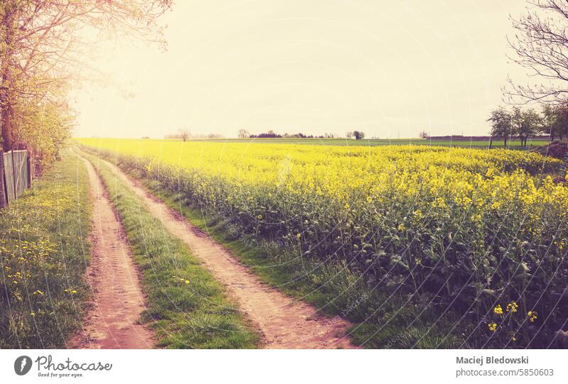 Rural landscape with a road next to a rapeseed field, color toning applied. rural toned retro nature country Poland filtered vintage scene effect sun sunset