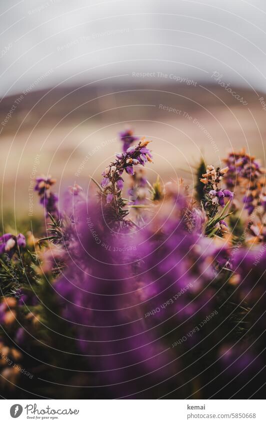 heather Heathland purple blossom bokeh Near Close-up