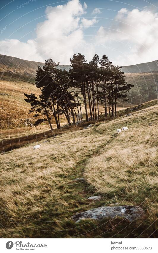 grove Hiking mountains Wales out off Grass Tree Grove of trees Idyll Sheep Stone path