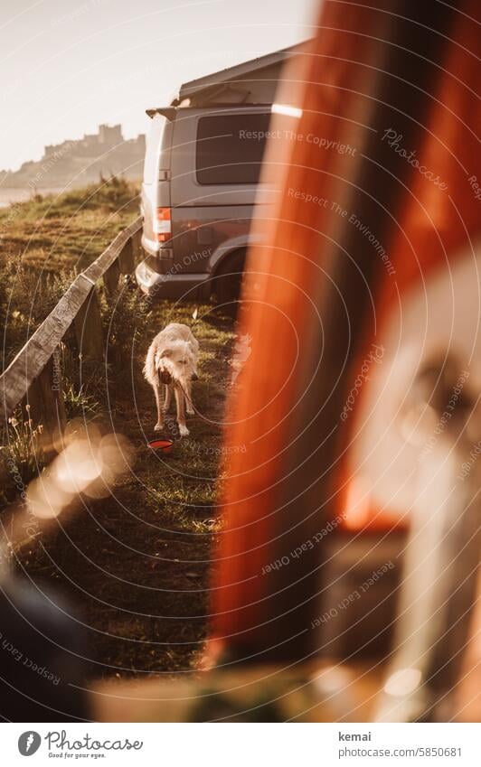 dog Dog Crossbreed Camping Parking lot Wait Barrier castle coast