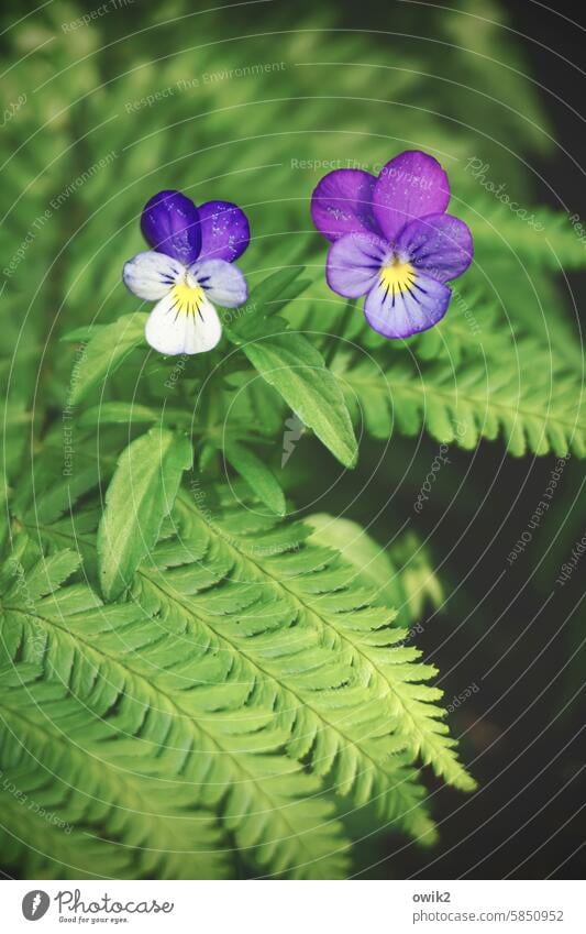 Together we are purple Violet plants bold Meddlesome Brash Couple two 2 Blossom Flower Horned pansy Graceful Near Small petals heyday Fresh Copy Space