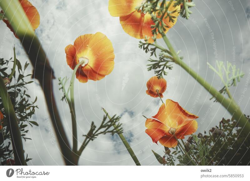 upward trend California poppy Blossom blossom upstairs view from below Ambitious Sky Poppy Contrast Growth Flash photo Blossoming Summery luminescent together