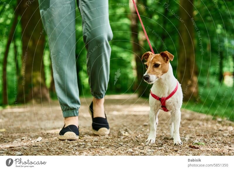 Woman Walking Dog in Park dog walker pet sitter canine animal walking park woman together owner leash terrier female summer green sunny day outdoors happy