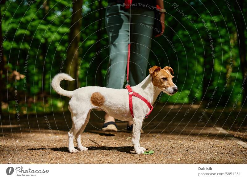 Woman Walking Dog in Park dog walking animal owner pet park leash woman terrier obedience forest clothing nature road Jack Russell people female path fun green