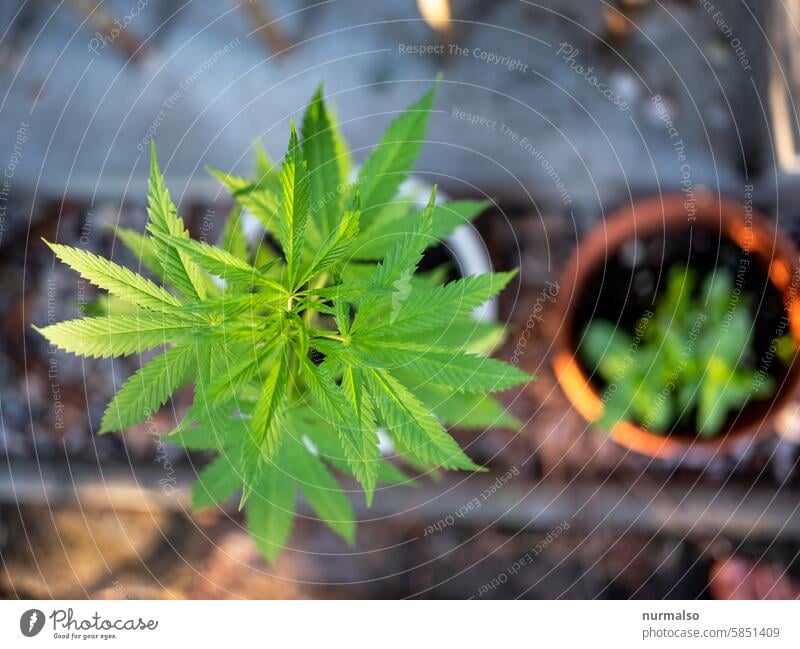 Plants for smoking Hashish Green Leaf Freedom enjoyment Intoxication drug Addiction Kanabis dream Netherlands Amsterdam