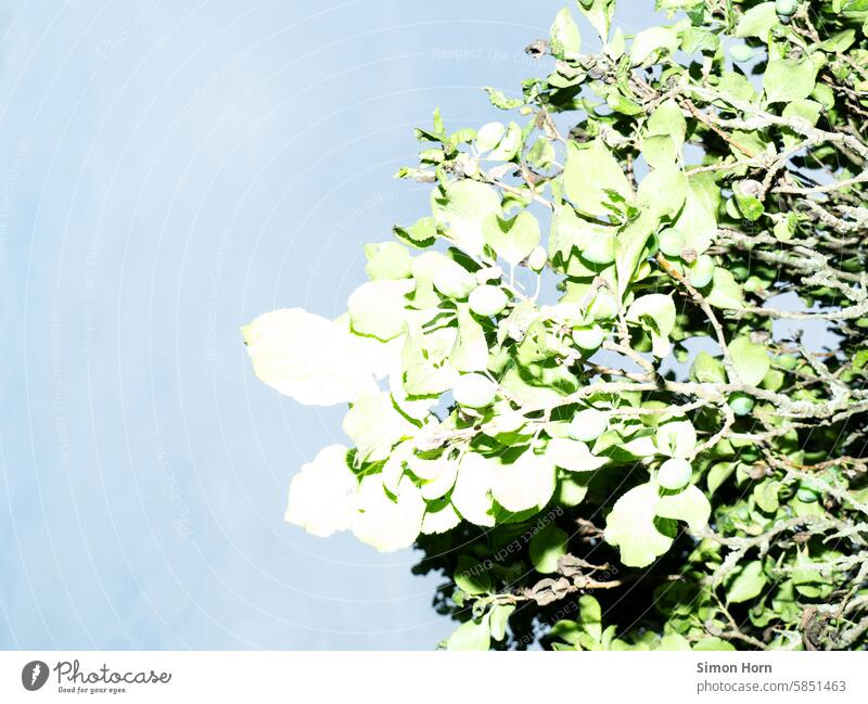 Leaves of a tree in front of a blue background leaves Sky Tree overexposed Overexposure Light Brilliant Bright Sunlight Nature Environment Leaf Shadow Plant