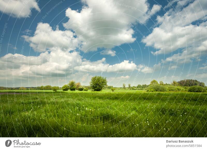 White clouds on a blue sky over a green meadow, Nowiny, Poland grass white rural cloudscape landscape pasture day spring summer idyllic nature outdoor