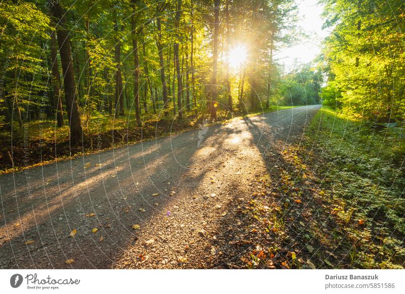 Gravel road in the forest and sunlight tree wood landscape outdoor gravel summer woodland green leaf path foliage nature footpath environment park dirt rural