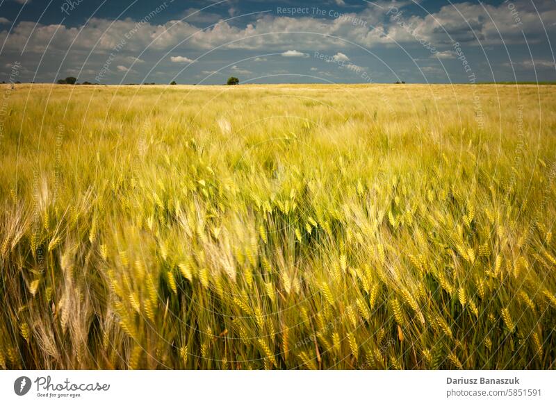 Field with barley grain and cloudy sky field wheat rural cereal nature growth yellow wind overcast agriculture outdoor landscape summer countryside day farm
